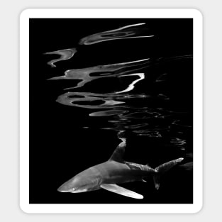 An Oceanic White Tip Shark With Surface Reflections Sticker